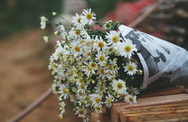 Ý nghĩa các loài hoa cúc trắng trong tình yêu: hoa cúc họa mi