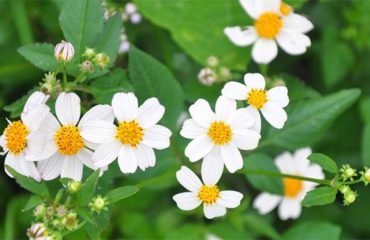 Ý nghĩa các loài hoa cúc trắng trong tình yêu: hoa xuyến chi