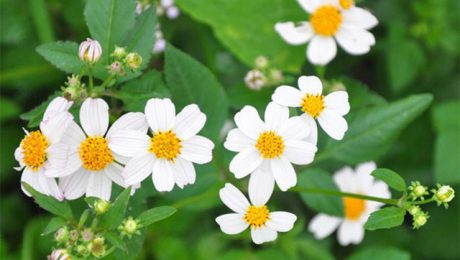 Ý nghĩa các loài hoa cúc trắng trong tình yêu: hoa xuyến chi