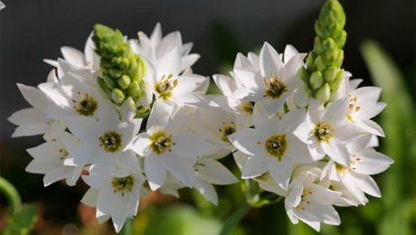 6 loài hoa tượng trưng cho sự hi vọng - hình ảnh 5