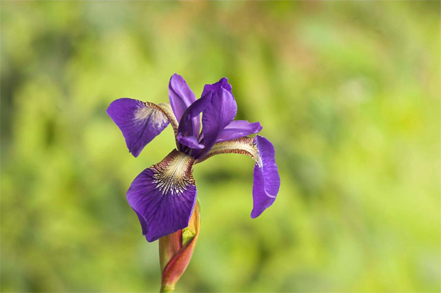 10 loài hoa dại màu tím đẹp hút hồn trong tự nhiên