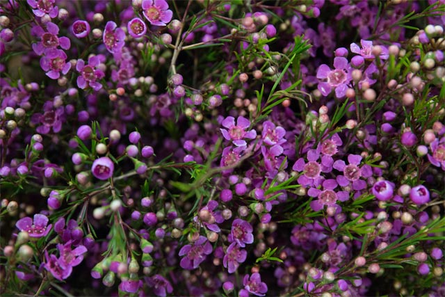 10 loài hoa dại màu tím đẹp hút hồn trong tự nhiên