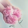 Ý nghĩa của hoa cẩm chướng