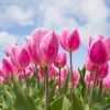 [Khám Phá] 5+ Ý Nghĩa Hoa Tulip Qua Các Sắc Màu Nổi Bật