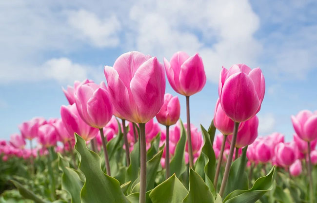 Ý nghĩa hoa tulip
