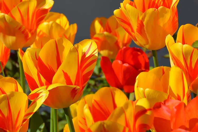 Ý nghĩa hoa tulip màu cam