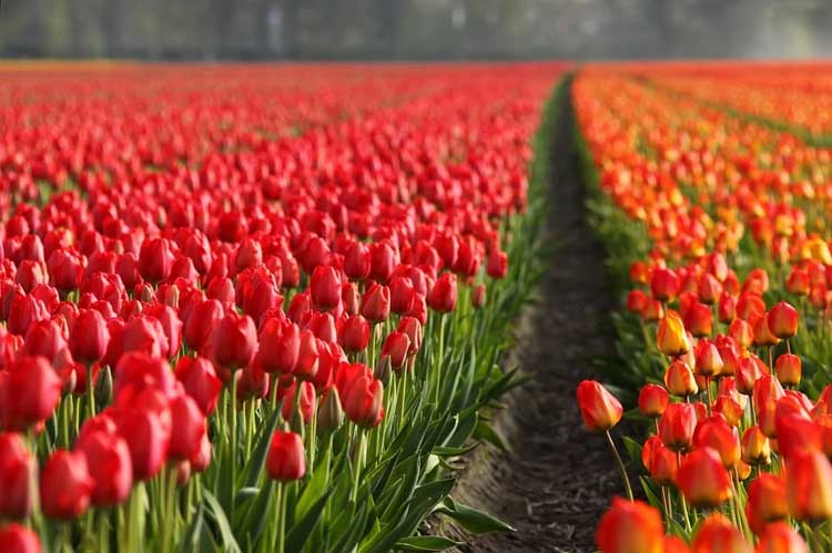 Ý nghĩa hoa tulip - đặc điểm hoa tulip