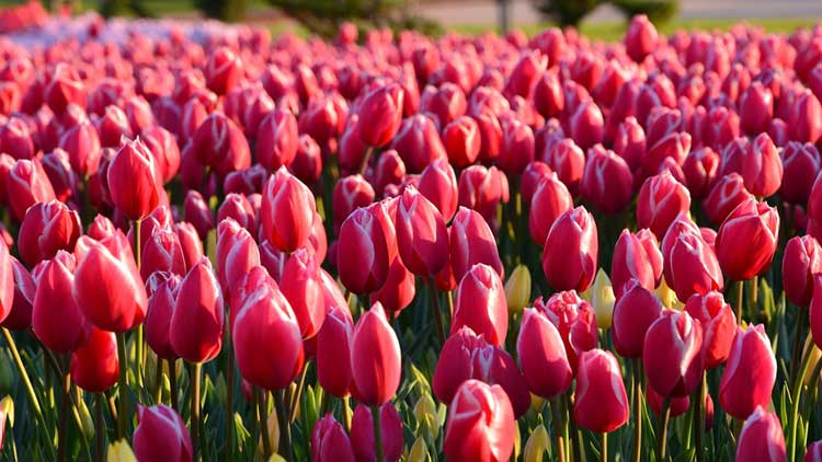 Ý nghĩa hoa tulip màu đỏ