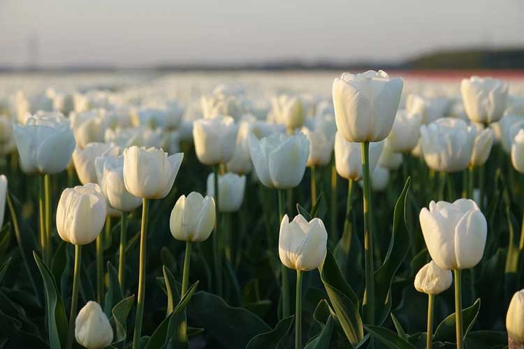 Ý nghĩa hoa tulip màu trắng