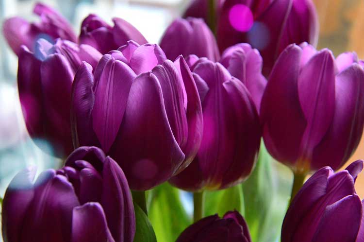 Ý nghĩa hoa tulip màu tím