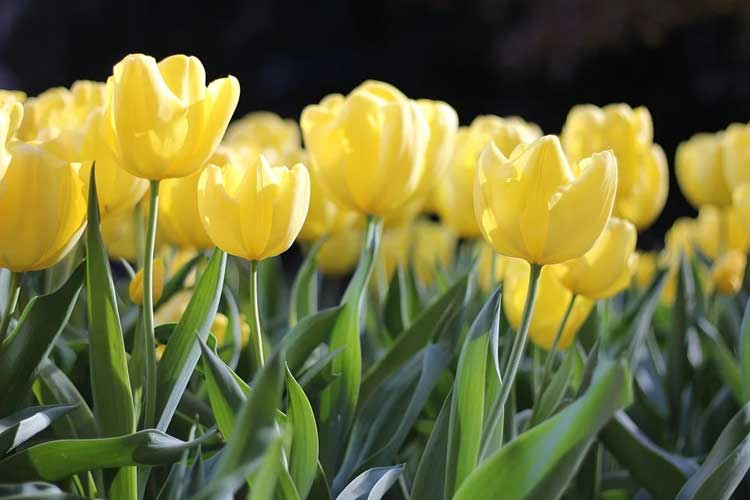 Ý nghĩa hoa tulip màu vàng
