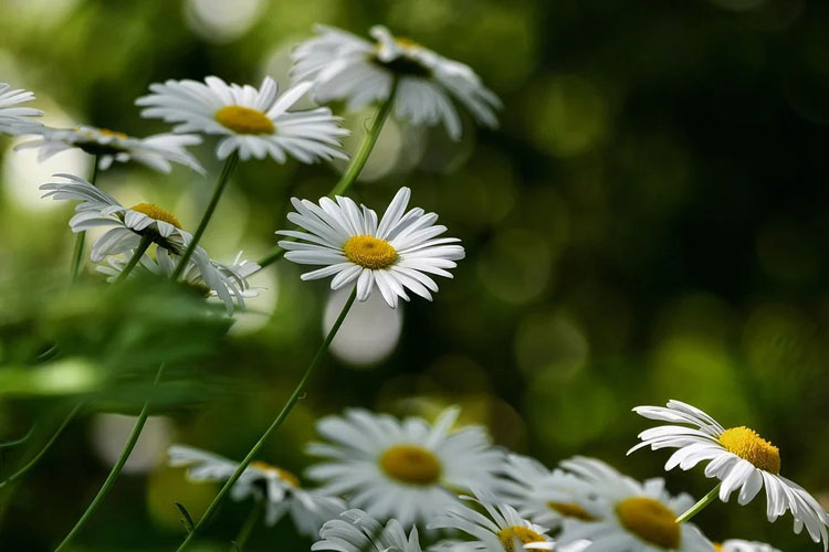 Ý nghĩa hoa cúc trắng - Loài hoa của sự tái sinh