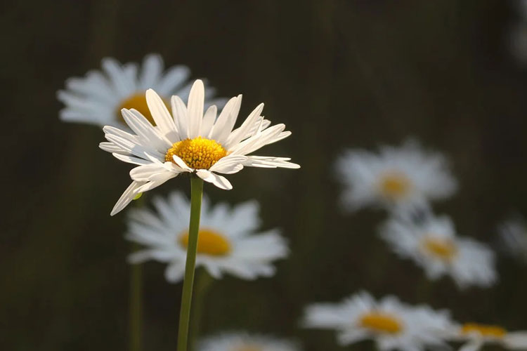 Ý nghĩa hoa cúc trắng loài hoa của sự hiếu thảo