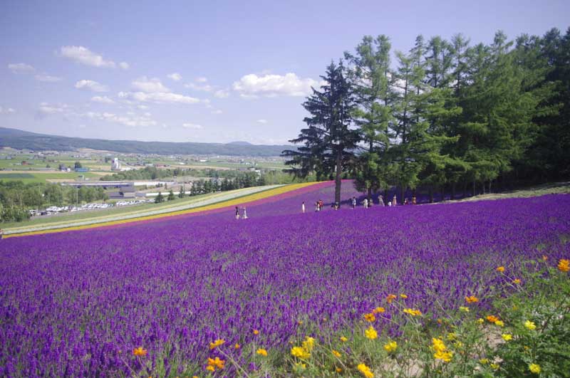 Đôi nét về loài hoa Lavender