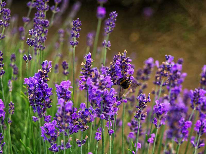 Sự tích hoa Lavender
