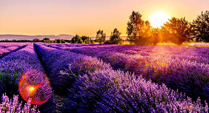 Ý nghĩa hoa Lavender trong cuộc sống
