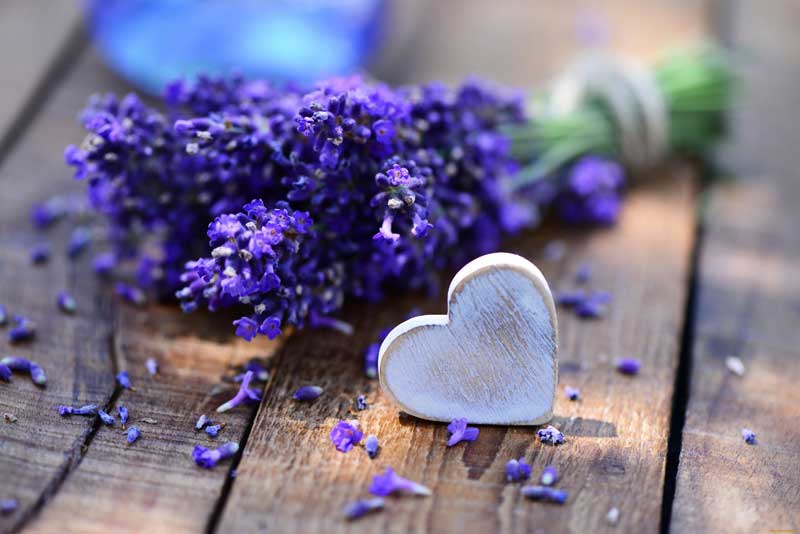 Ý nghĩa hoa Lavender trong tình yêu.
