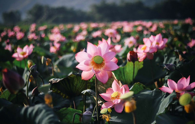 Ý nghĩa của hoa sen - Biểu tượng của Việt Nam