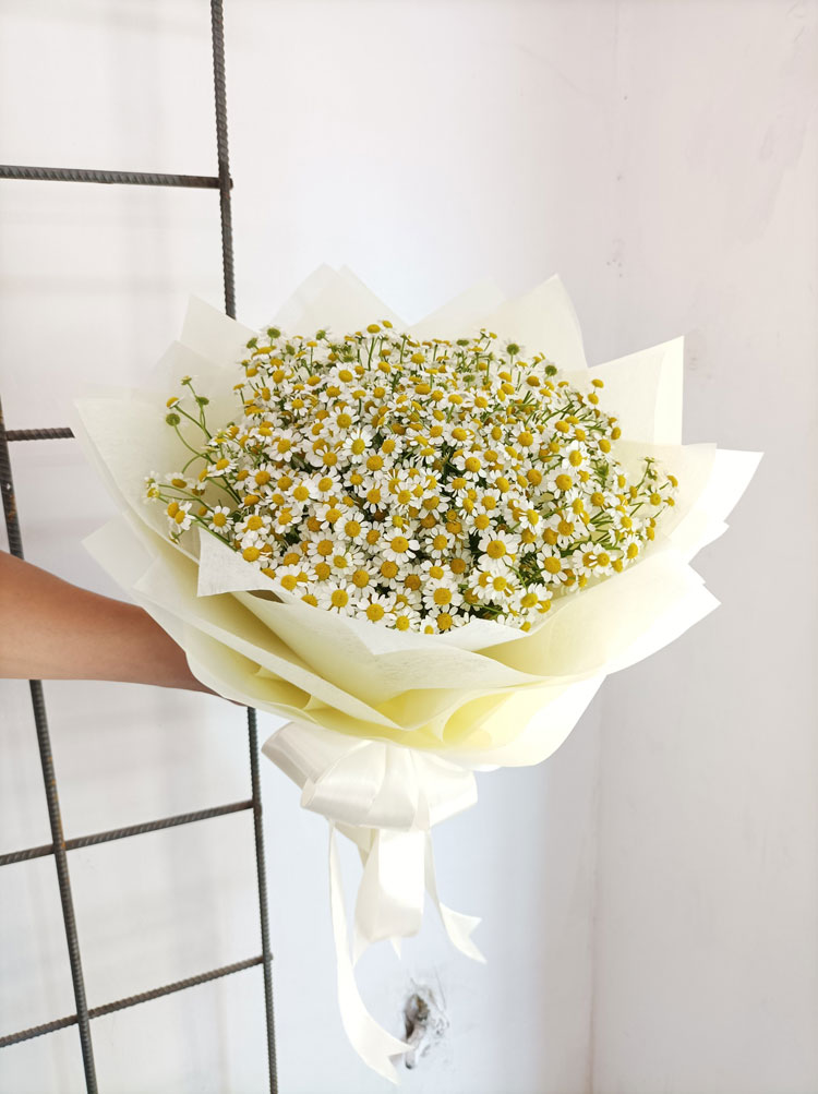 Hoa sinh nhật tháng 10: Ngọt ngào hoa cúc tana